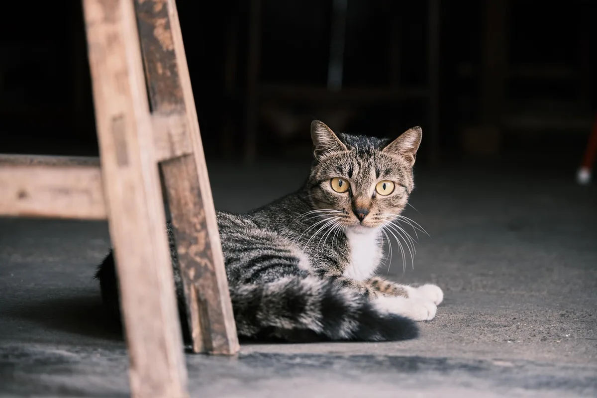 Chat assis près d'une fenêtre sécurisée avec vue extérieure