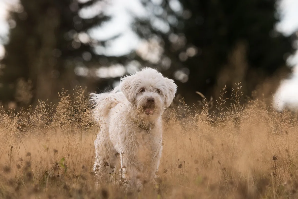 Chien montrant des signes de stress et de frustration liés à un jouet.
