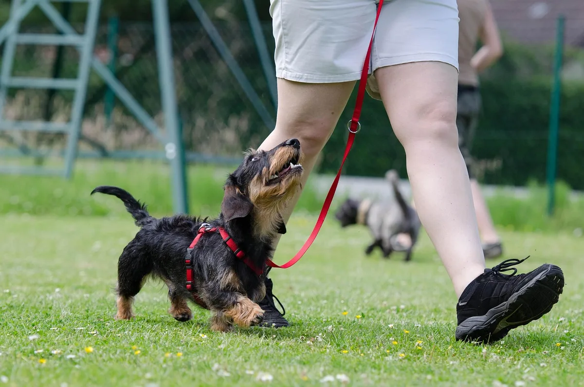 Exercice de dressage avec un chien apprenant à attendre avant le jeu.