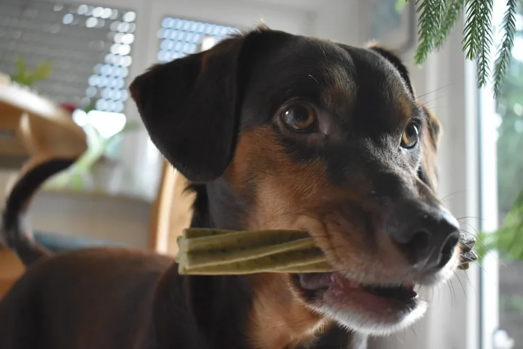 Un chien concentré sur un jouet, ignorant les autres distractions autour de lui.