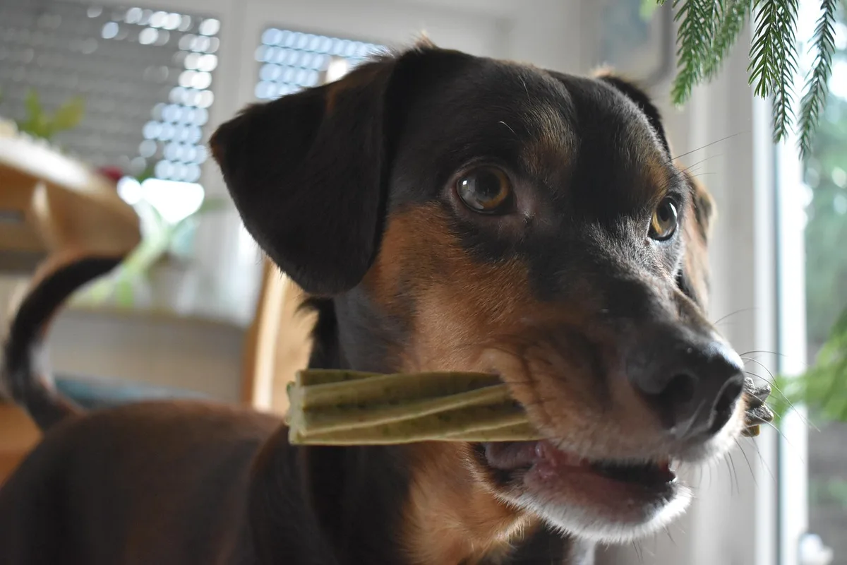 Un chien concentré sur un jouet, ignorant les autres distractions autour de lui.