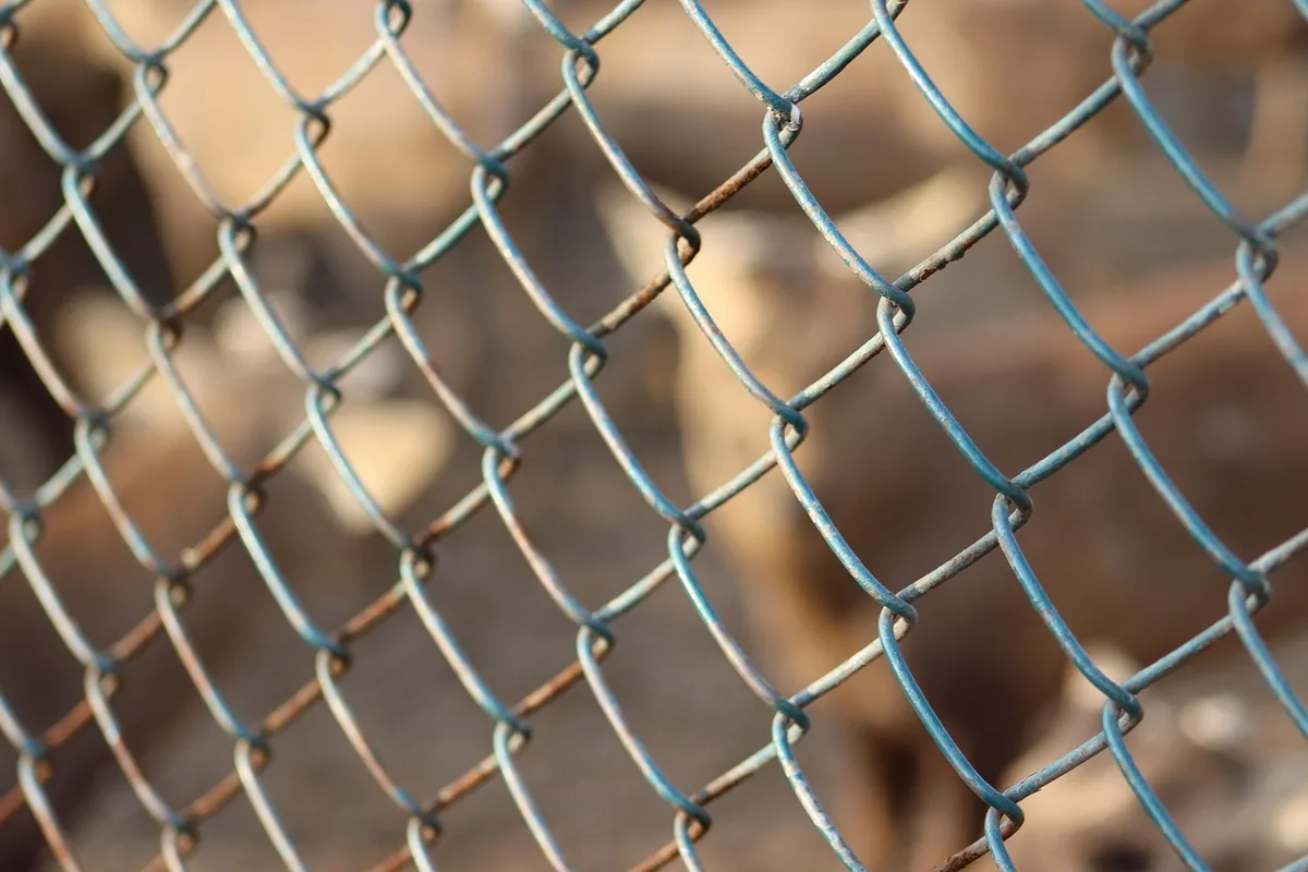 Cage placée dehors avec nourriture et porte ouverte pour attirer un oiseau rentrant