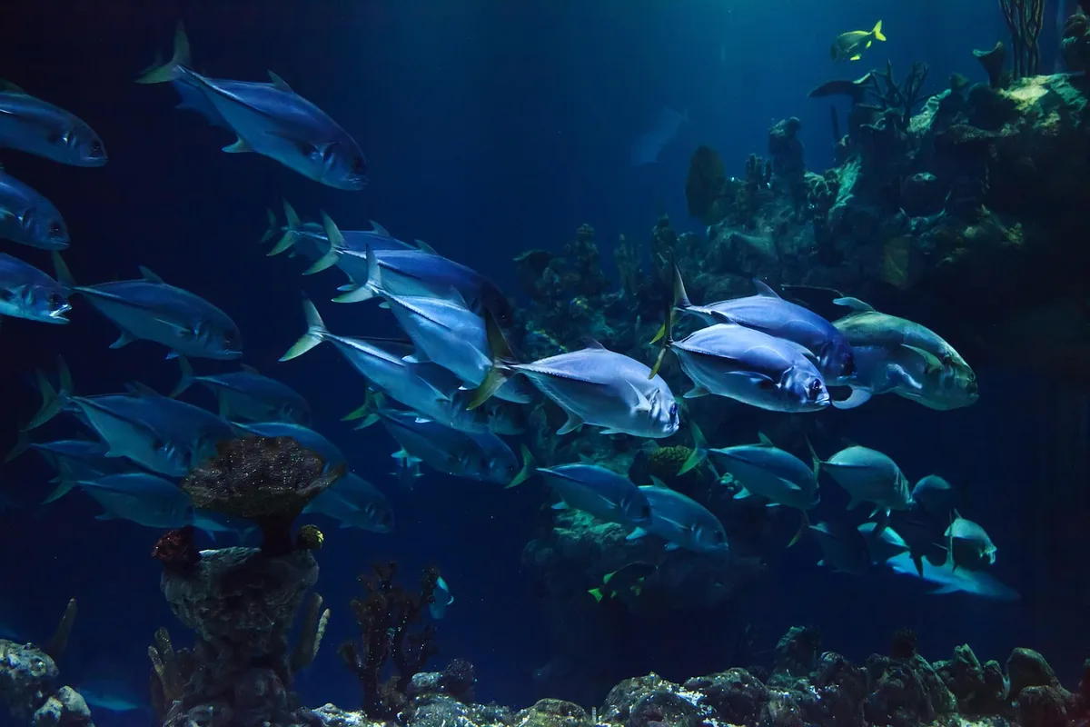 Coraux et pierres vivantes dans un aquarium montrant interactions chimiques