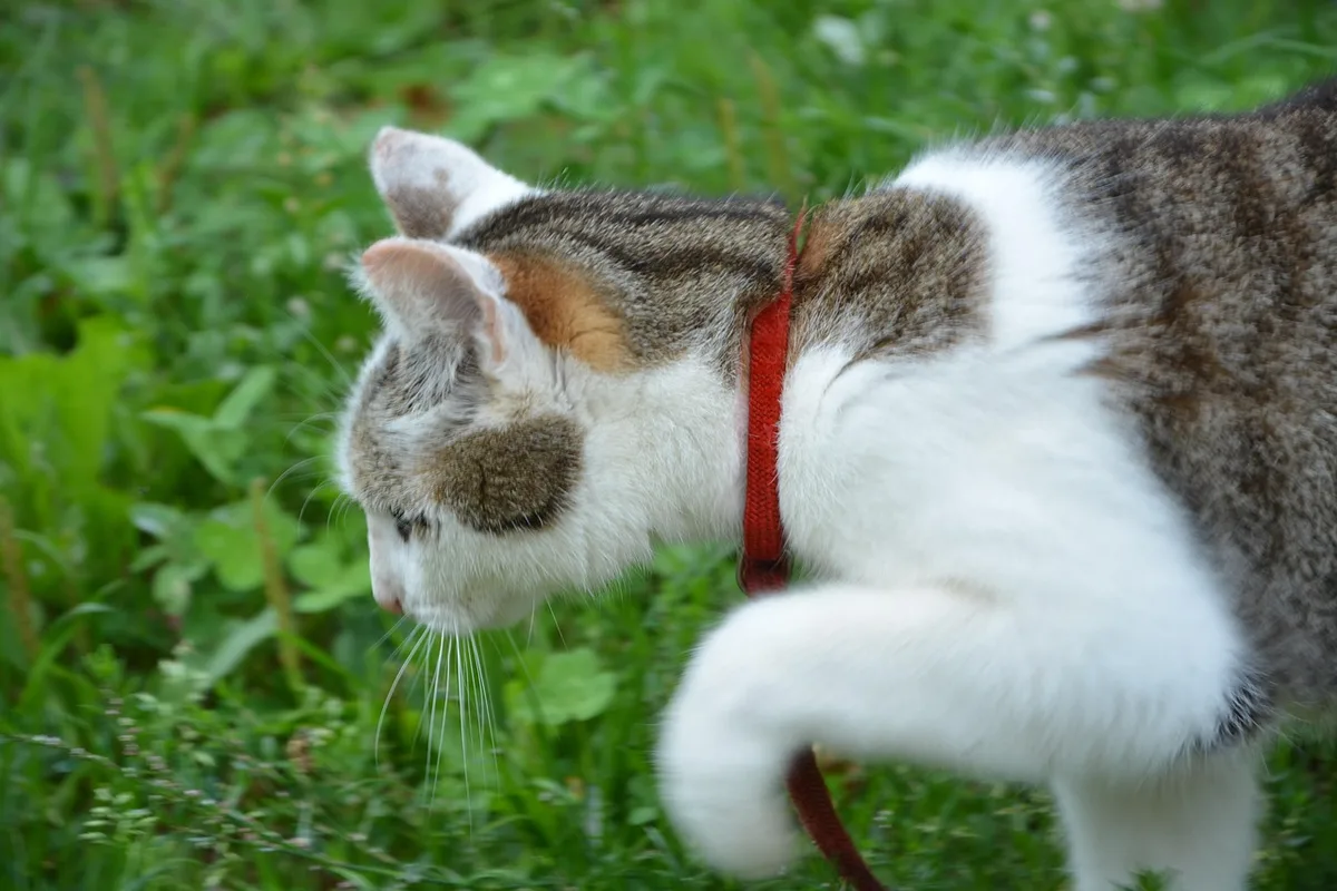 Chat chassant une petite proie dans le jardin