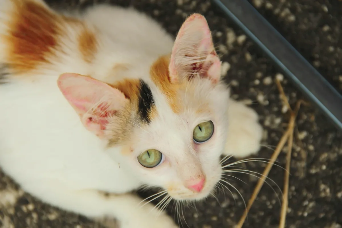 Vétérinaire examinant un chat sur une table d'examen en clinique