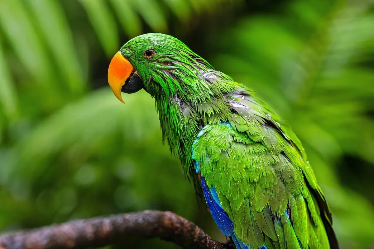Détails du plumage bleu-vert d'une perruche turquoisine en gros plan