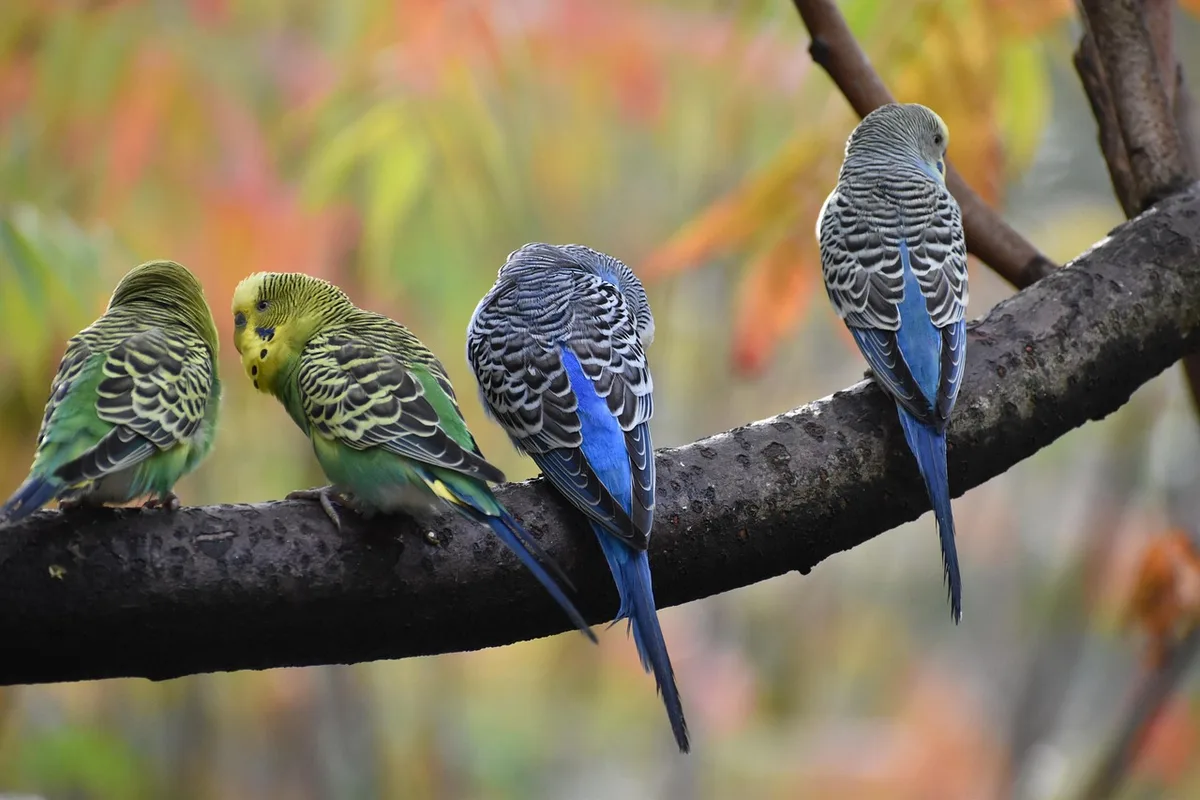Volière intérieure claire avec perchoirs, baignoire et jouets pour oiseaux