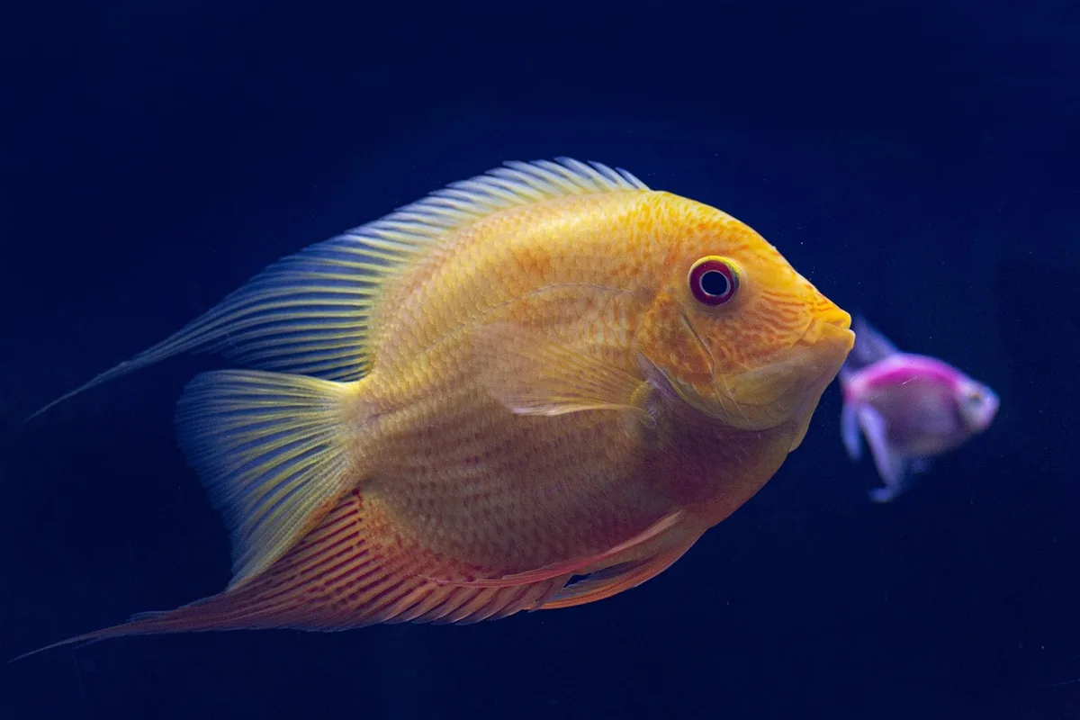 Thermomètre d'aquarium montrant une eau chaude