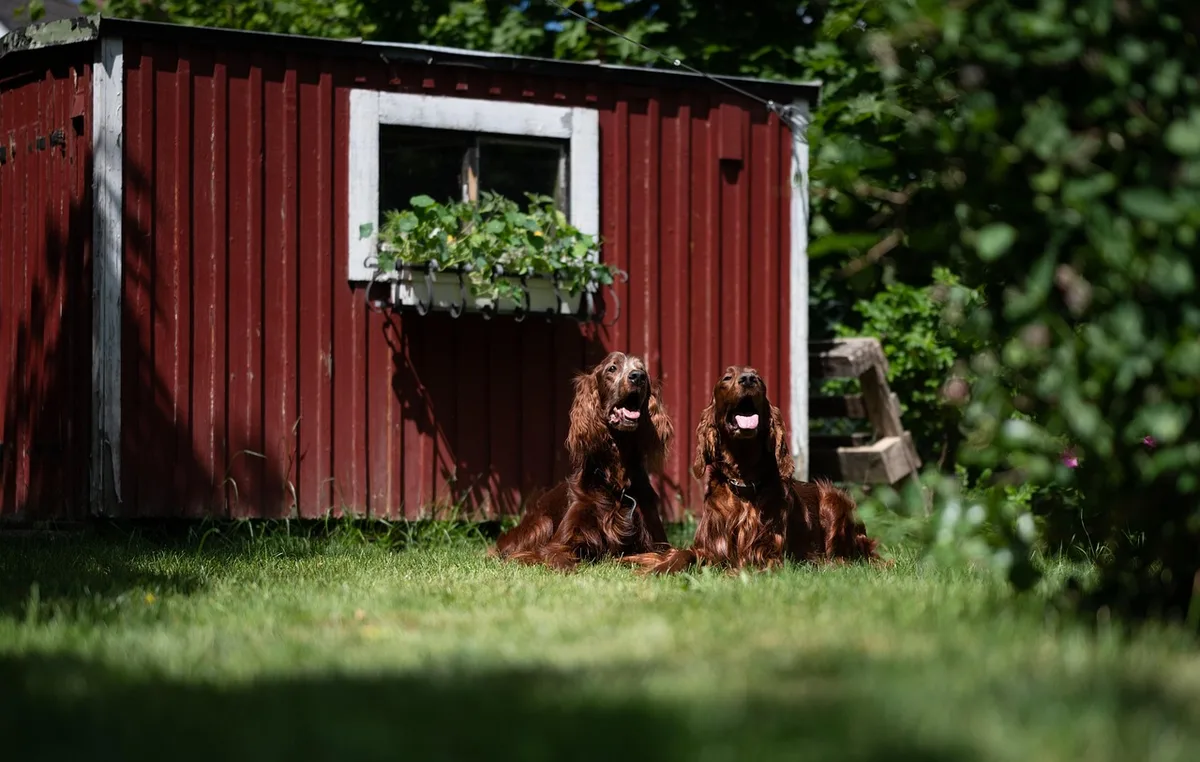 Propriétaire brossant un chien pendant la mue saisonnière