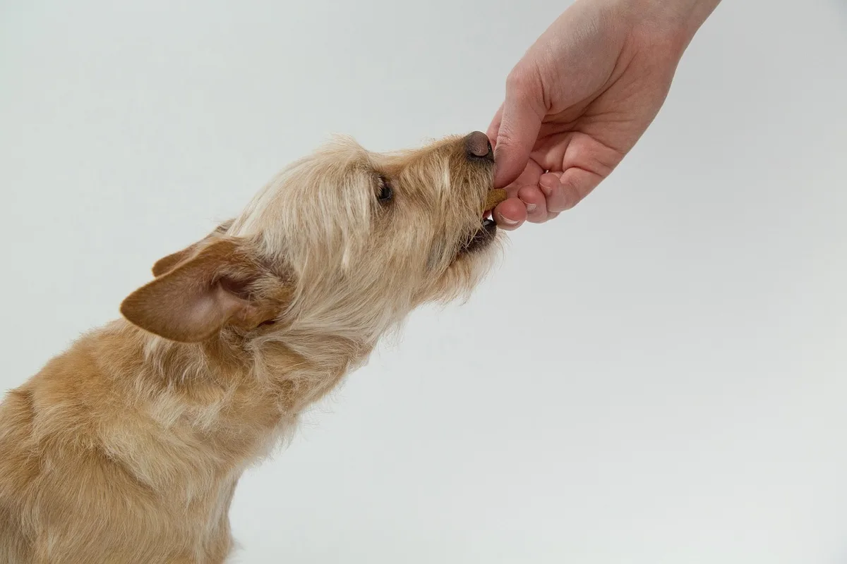 Propriétaire donnant une friandise à un chien après un exercice
