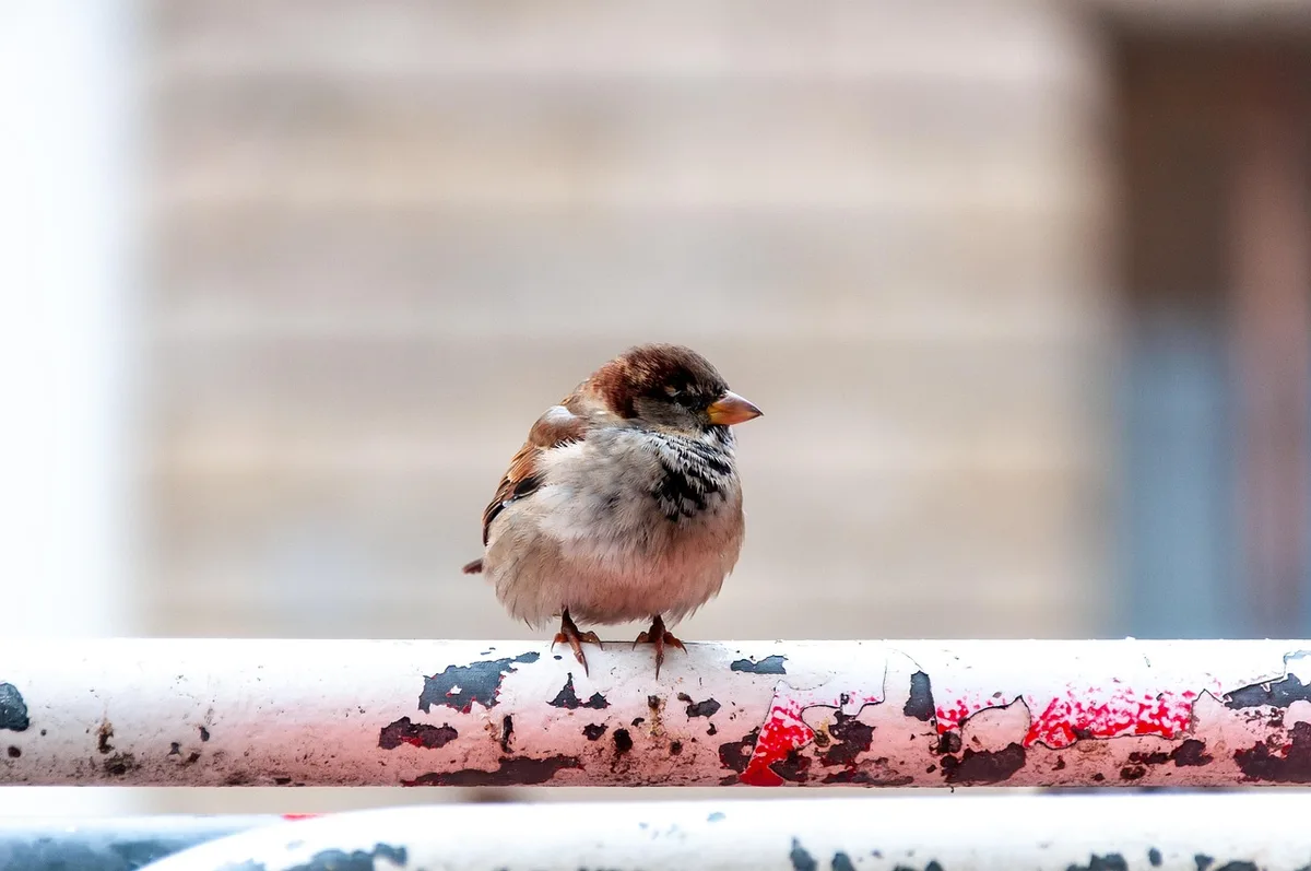 Zones déplumées et peau apparente sur un oiseau, signe d'alerte