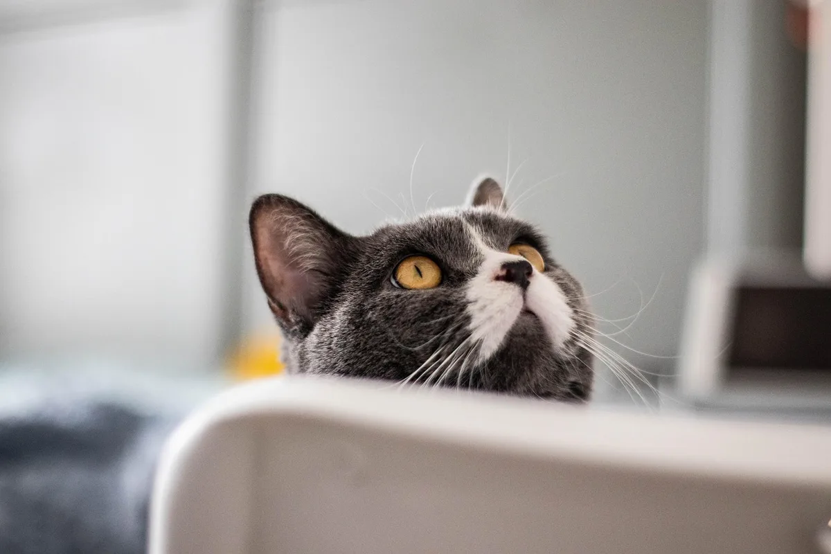 Chat dans un sac de transport souple adapté pour la cabine, posé sous un siège
