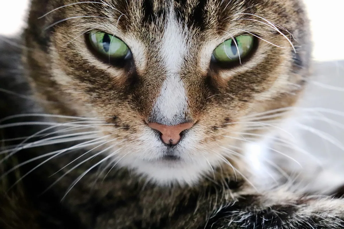 Chat explorant une caisse avec couverture et jouet familier pendant l'habitutation