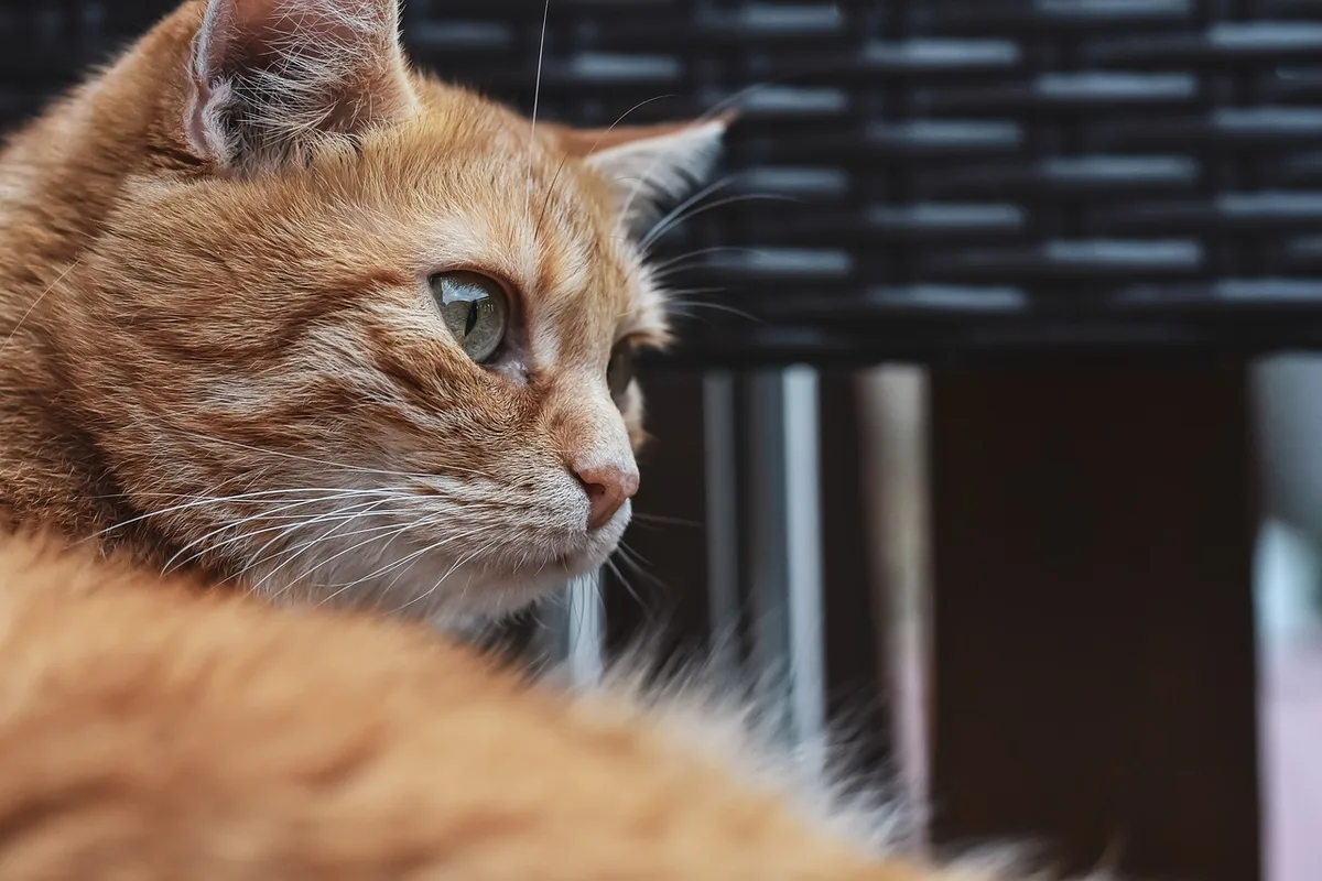 Chat dans une caisse avec une couverture et une friandise pour l'habituer au voyage