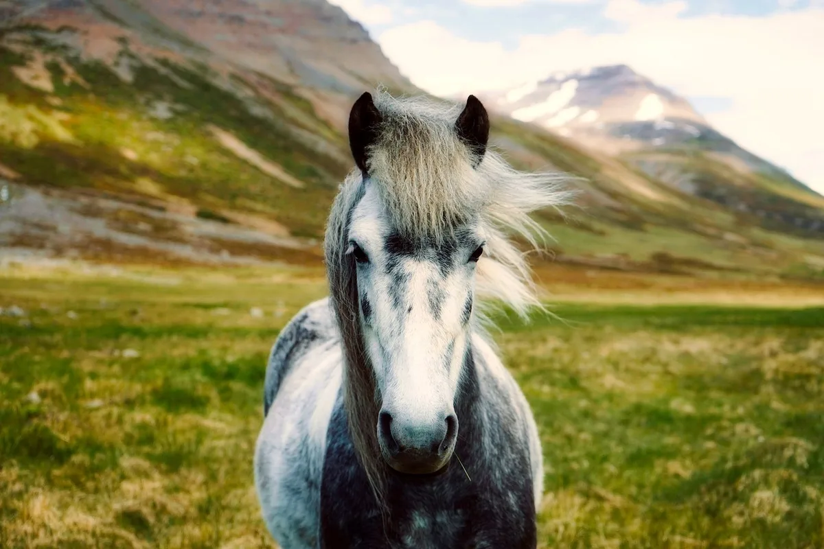 Cheval buvant dans un seau propre et frais