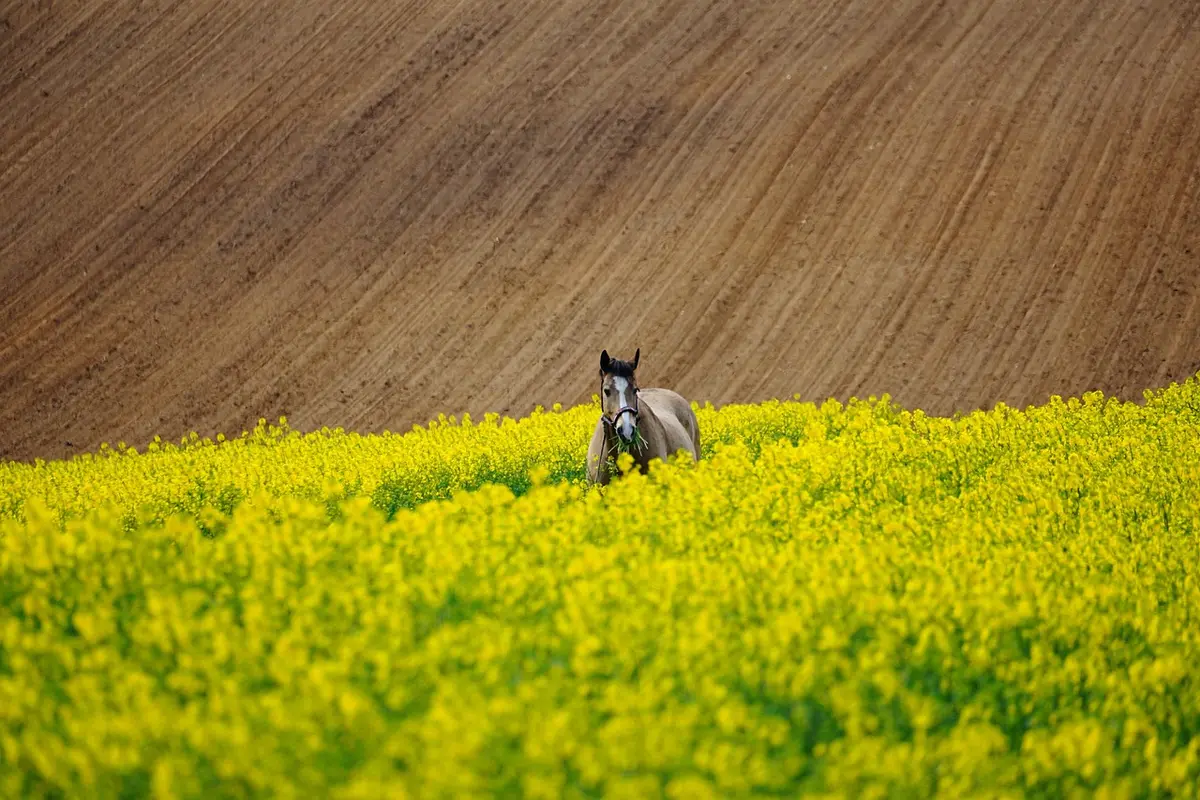 Arrosage d'un cheval avec de l'eau froide pour le refroidir