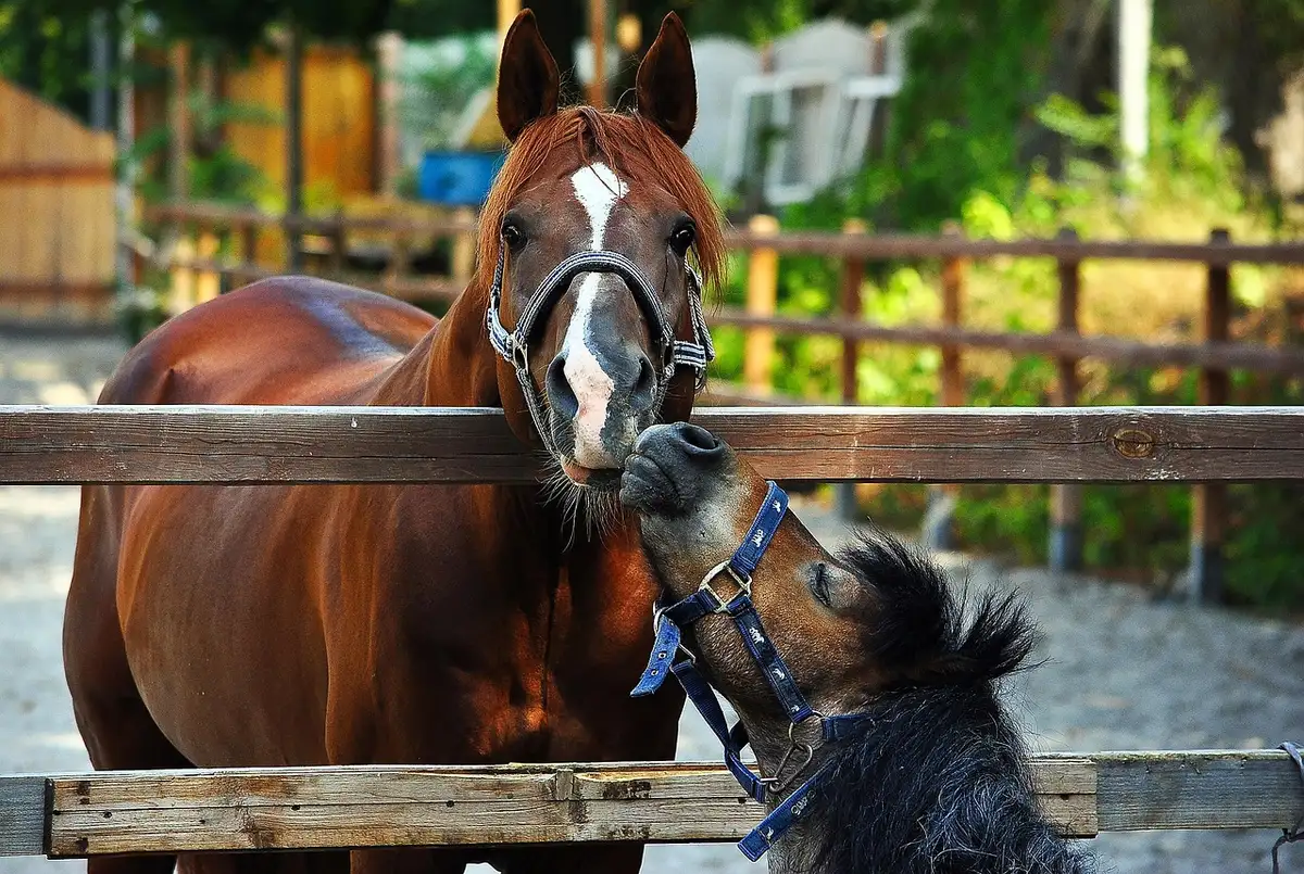 Cheval anonymisé près d'un seau d'eau à l'ombre dans un paddock
