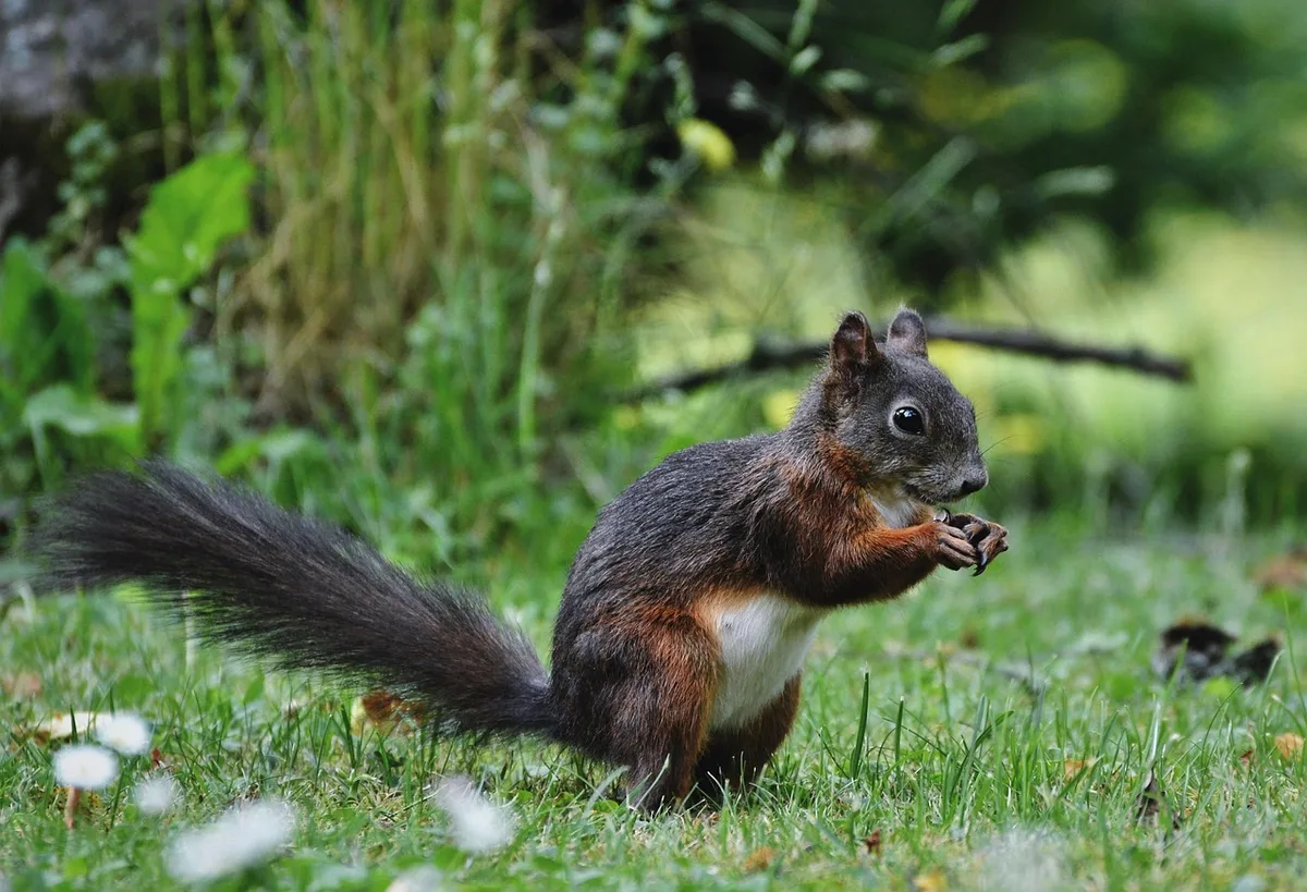Petites crottes de rongeurs sur une surface de stockage alimentaire
