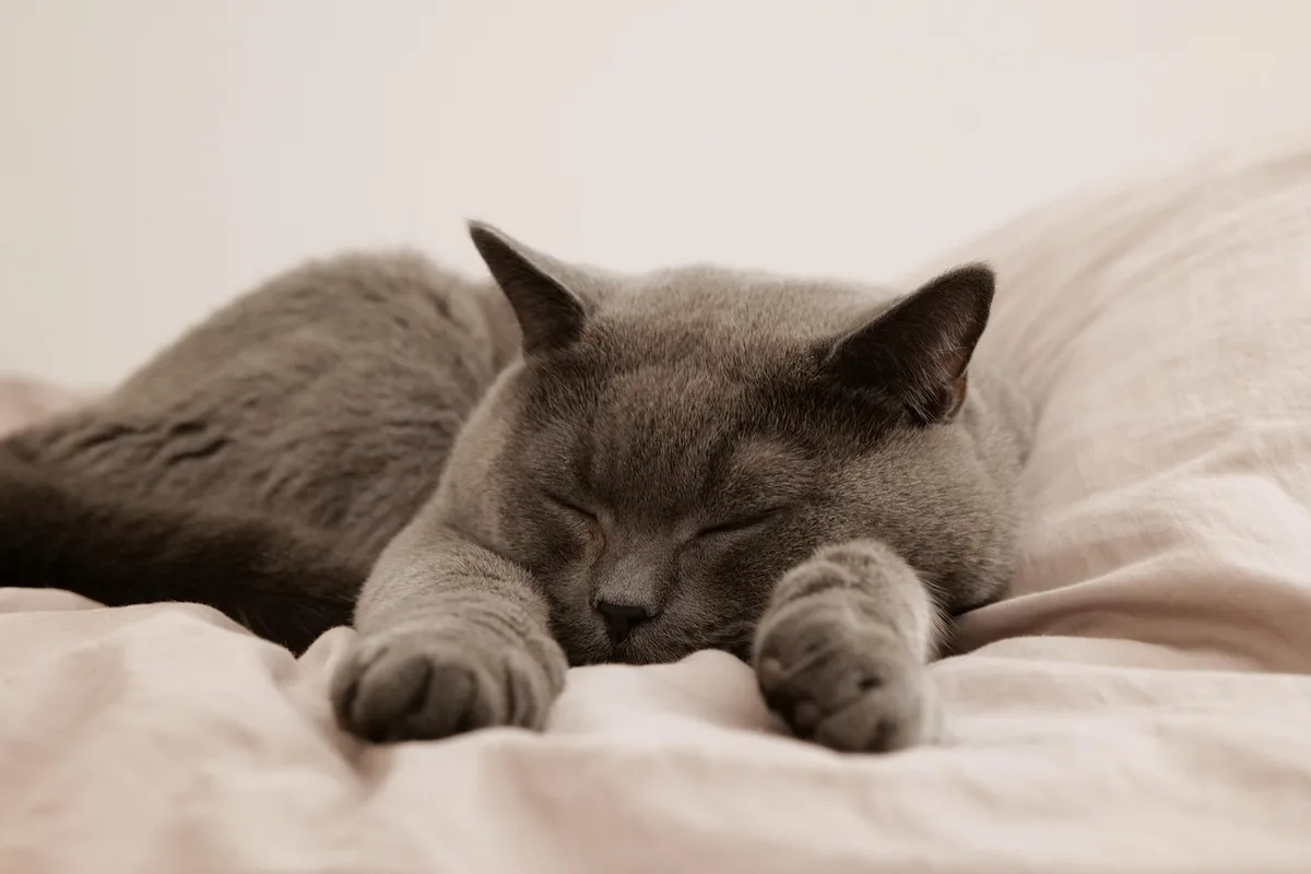 Un chaton endormi dans un lit douillet et chaud, premier refuge rassurant à la maison.