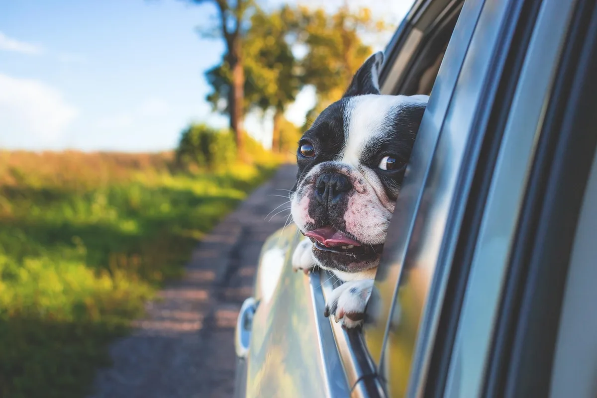 Chien tournant la tête vers une distraction extérieure lors d'une commande