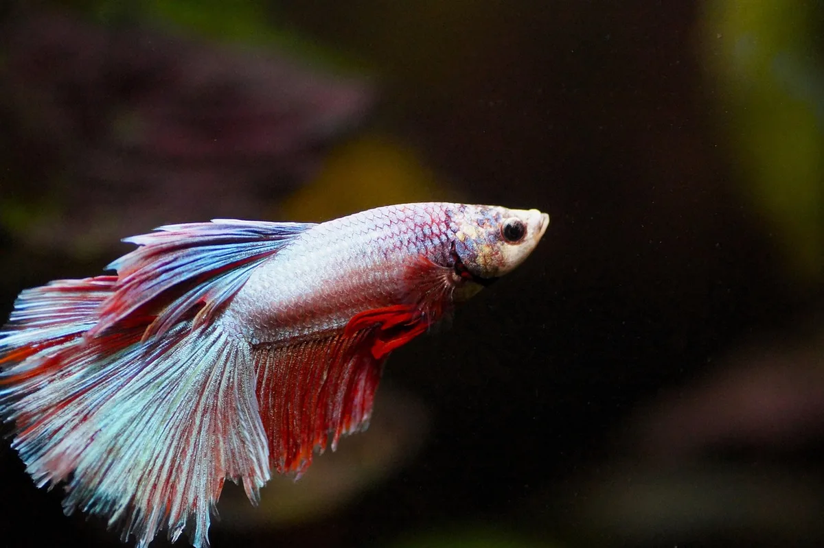Deux poissons interagissant dans un aquarium, illustrant les différentes formes de fidélité.
