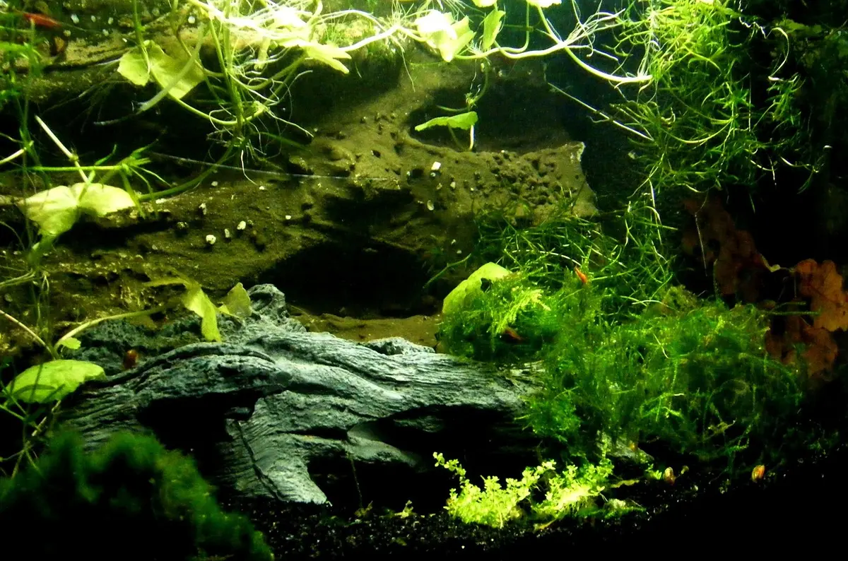 Aquarium bien aménagé avec plantes et cachettes permettant aux poissons d'établir des territoires.