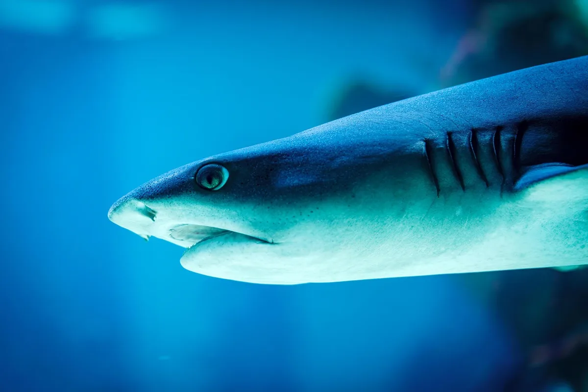Deux poissons nageant ensemble dans un aquarium planté, montrant une association durable.