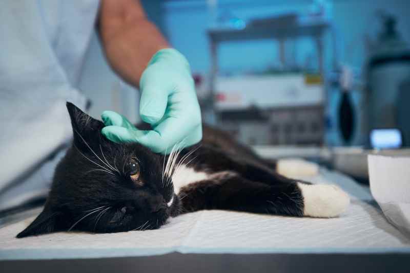 Quels sont les services qu’il propose ? Allo Animal Mag Quels sont les services qu’il propose ? Allo Animal Mag