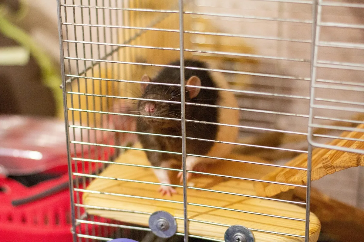 Cage multi-niveaux pour rat avec structures de grimpe et hamac