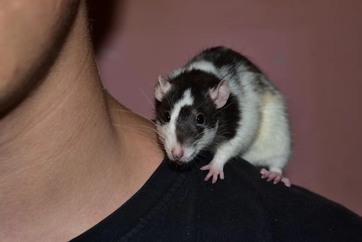 Mains tenant délicatement un rat domestique dans une cage avec étages et enrichissement