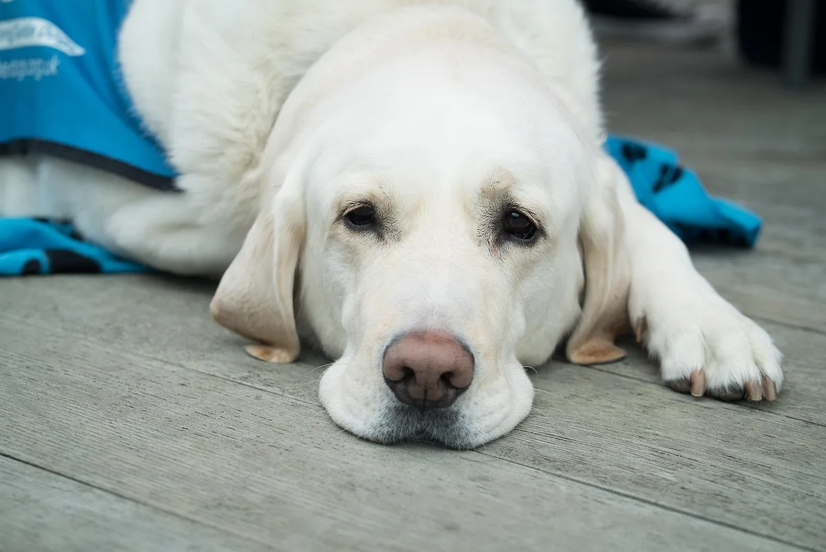 Examen du dos d'un chien par les mains d'un vétérinaire en clinique