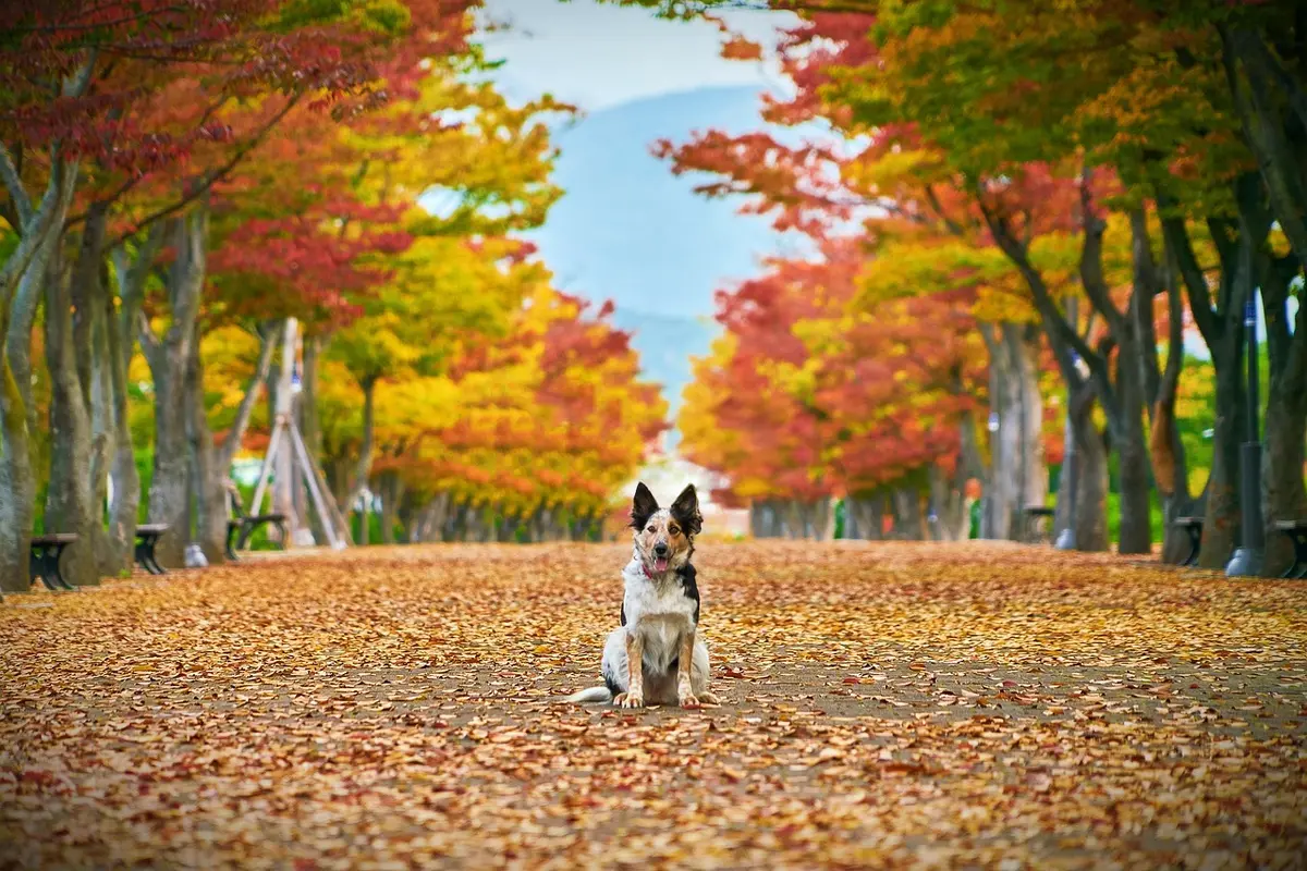 Chien qui s’étire au réveil sur un sentier, illustrant raideur articulaire
