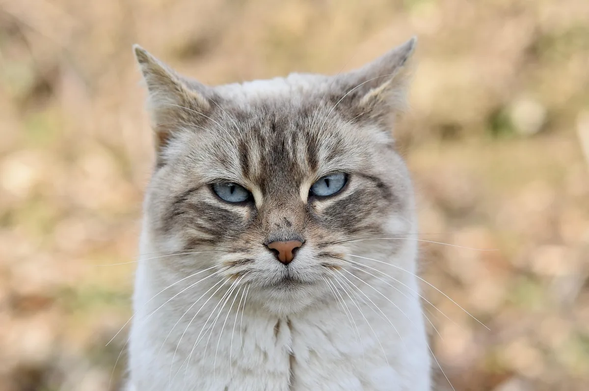 Chat distancé sur un canapé observé par des mains anonymes