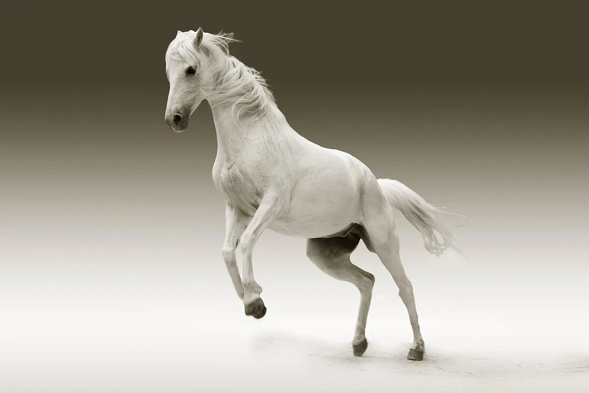 Cheval de profil montrant un dos long et une encolure basse illustrant une morphologie prédisposée