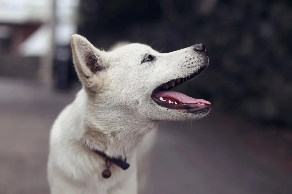 Mains tenant une laisse et une petite récompense sur une table en plein jour, chien au loin dans un parc