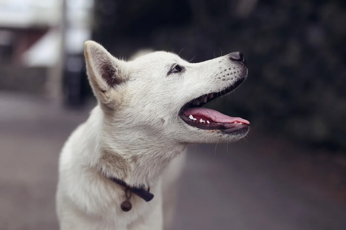 Mains tenant une laisse et une petite récompense sur une table en plein jour, chien au loin dans un parc