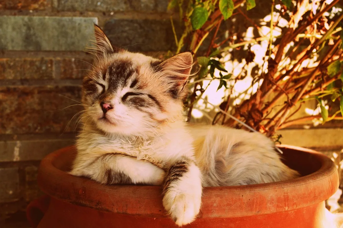 Nid sûr pour chaton avec cachette et couchage surélevé