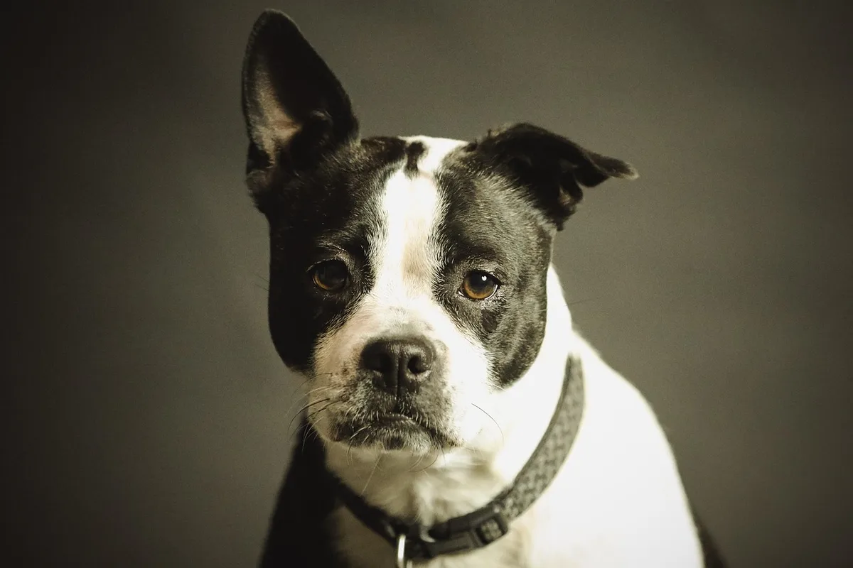 Brossage d'un chien à la maison, lumière du jour