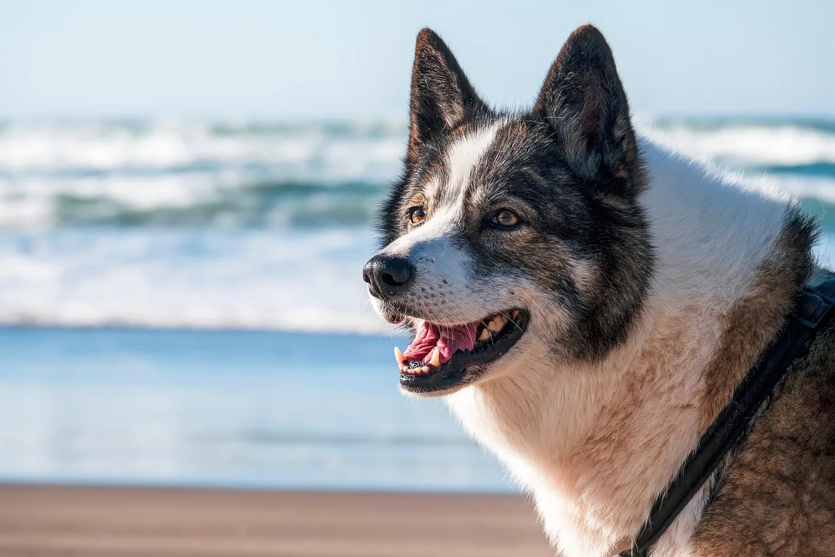 Personne anonyme brossant le pelage d'un chien sur une table, lumière du jour