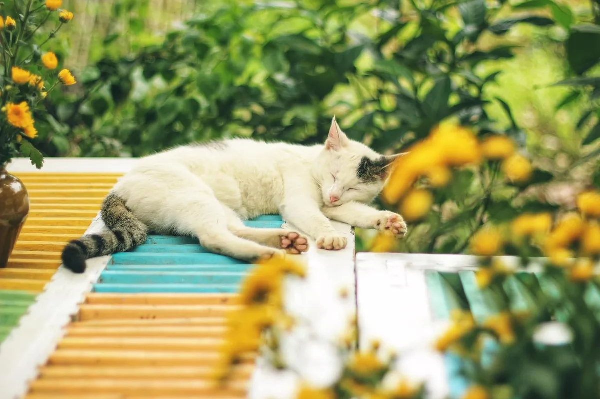 Chat au repos respirant la bouche ouverte après effort