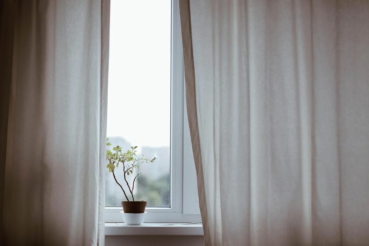 Terrarium placé près d'une fenêtre avec lumière indirecte et douce