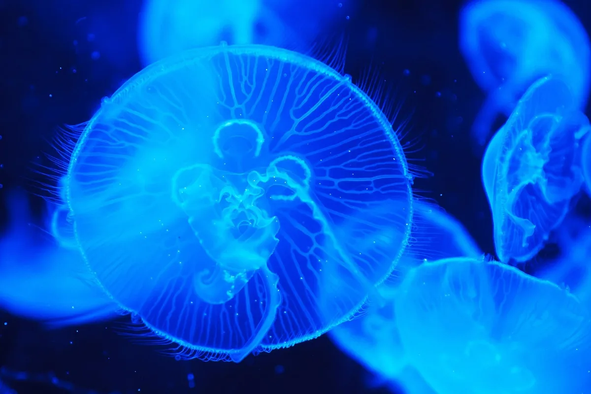 Concombre de mer se déplaçant sur le sable d'un aquarium