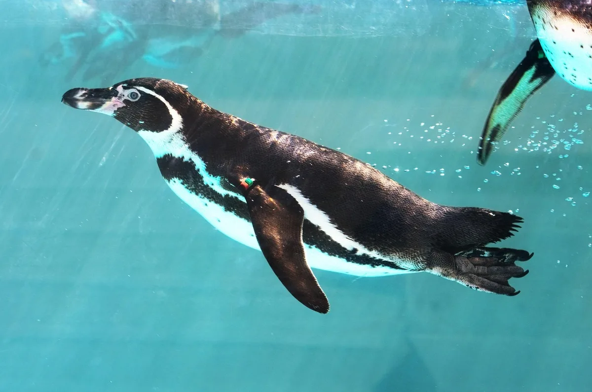 Crevette pistolet et gobie près d'un terrier dans un aquarium