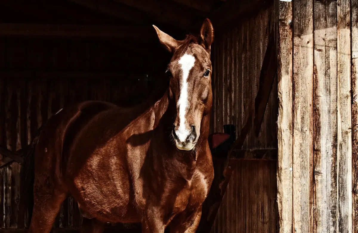 Portrait d'un cheval de trot au repos, montrant son morphologie et sa prestance