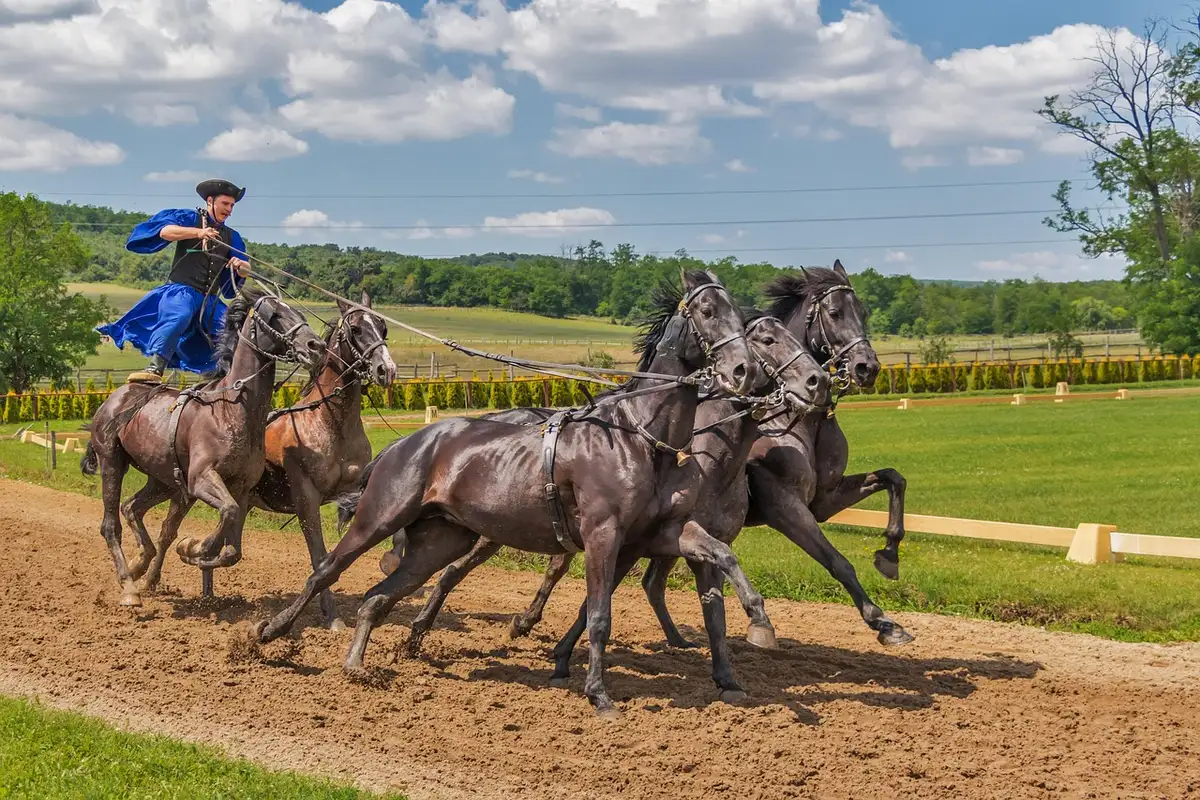 Cheval de trot tirant un sulky sur une piste d'hippodrome en fin d'après-midi