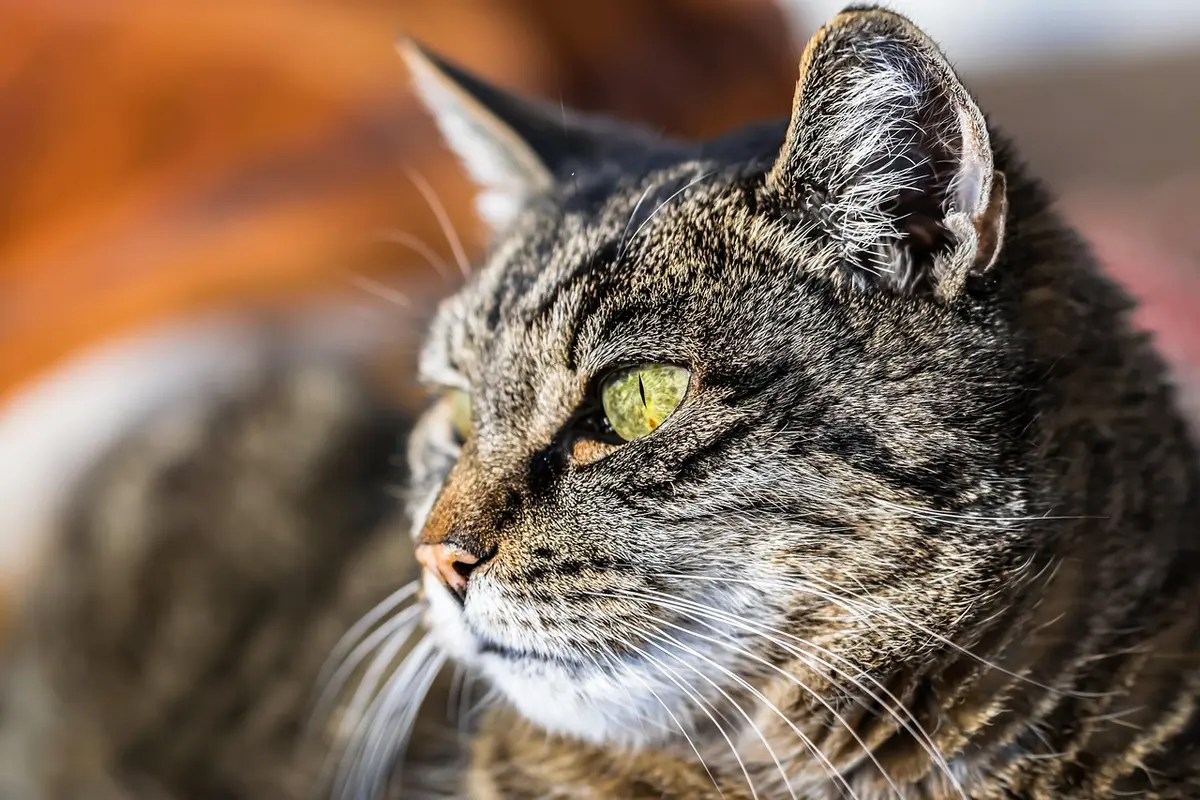 Examen rapproché de l'œil d'un chat montrant des signes de rougeur et d'inconfort