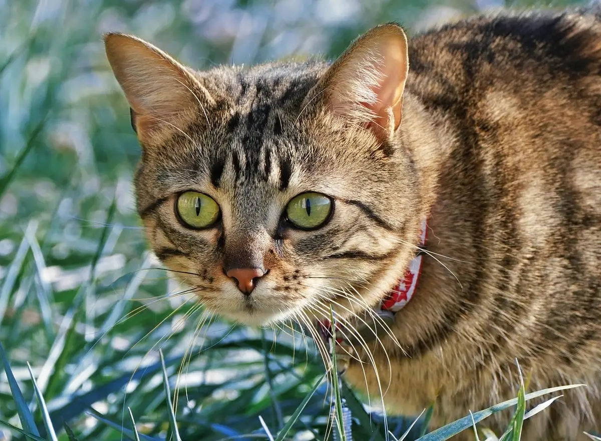Chat portant une collerette de protection pour éviter de se frotter les yeux