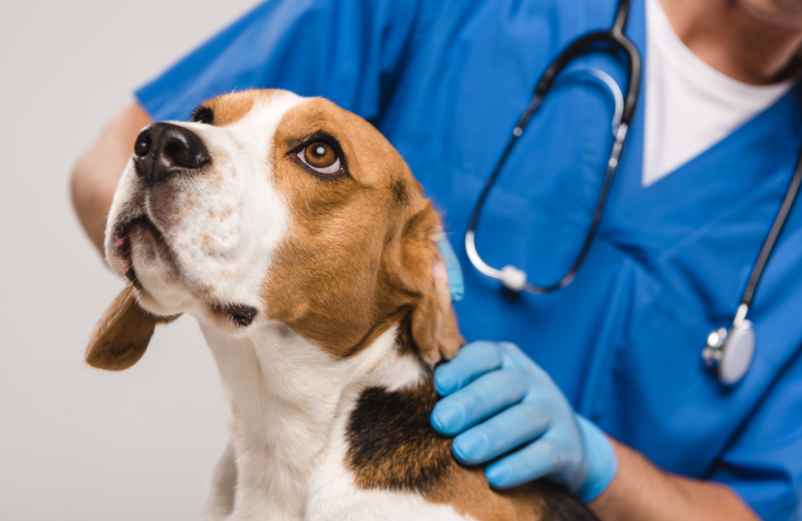 Vétérinaire de garde : comment ça marche et combien ça coûte vraiment ? Allo Animal Mag