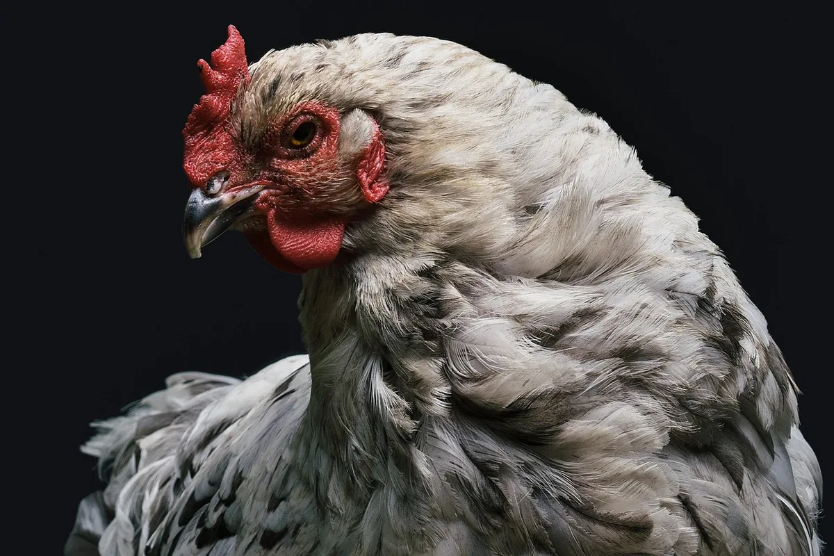 Plumage ébouriffé et terne d'un oiseau montrant des signes de carence nutritionnelle