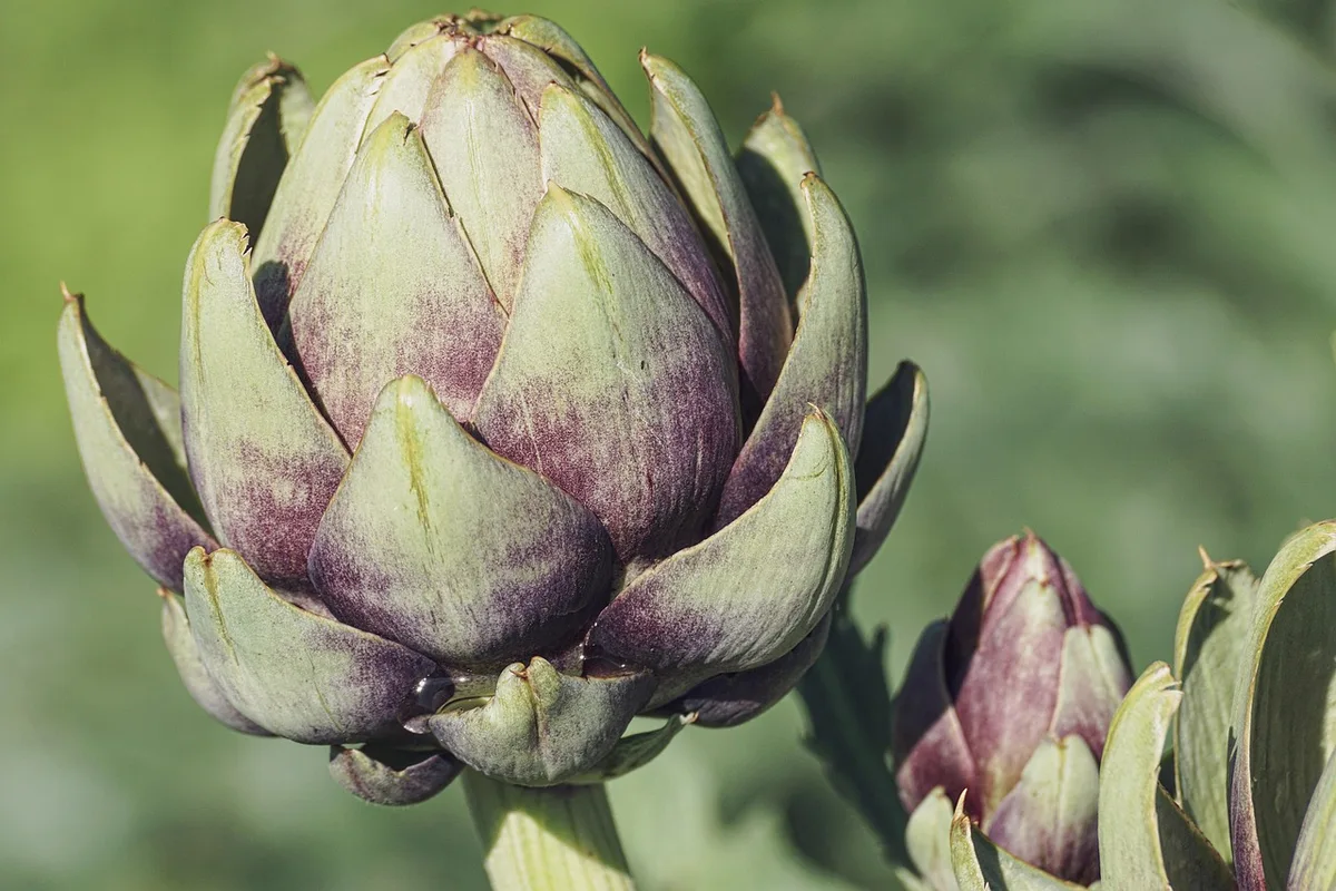 Plumes colorées et brillantes à côté de légumes frais et graines variées, symbole d'une alimentation riche en vitamines